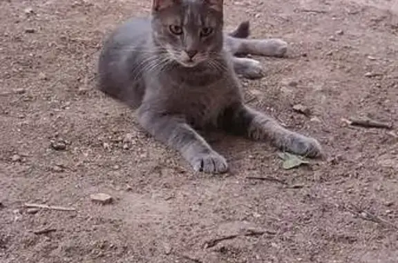 Chat tigré gris perdu, sociable, Nîmes - photo