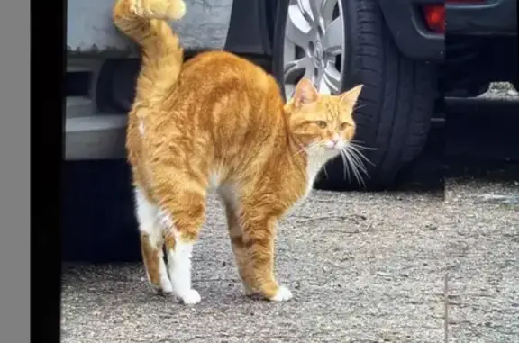 Animaux trouvés Reims, photo: Chat roux trouvé, pattes blanches, Reims