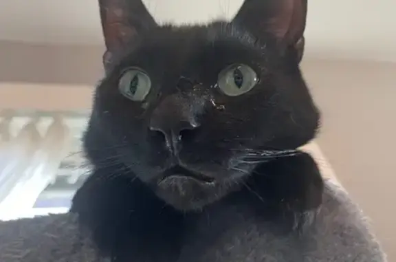 Missing cat Houston, photo: Help Find Winnie: Black Cat Lost in Houston