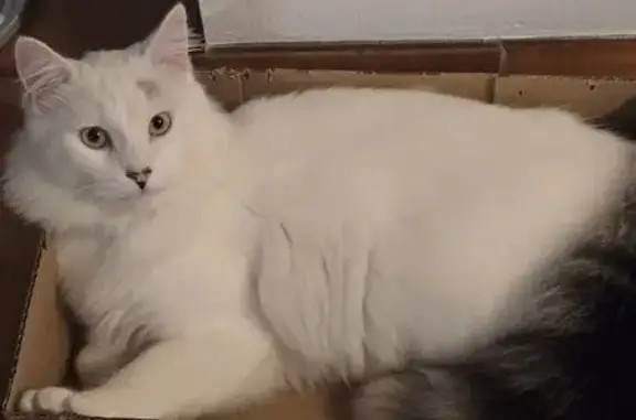 Animaux perdus Guer, photo: Chat blanc perdu, yeux verts, queue grise