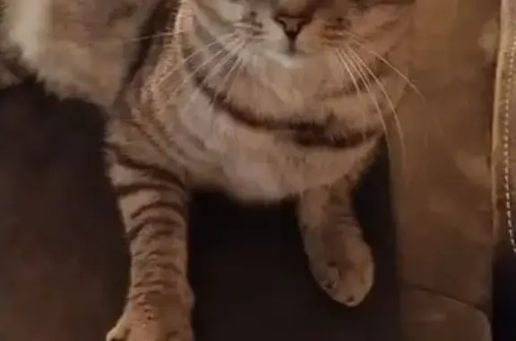 Chat gris tigré perdu, tatoué et pucé - photo
