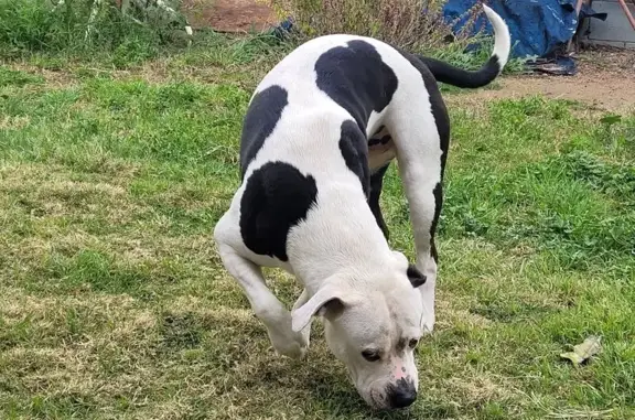 Found dog Phoenix, photo: Found: Energetic American Bulldog in Phoenix