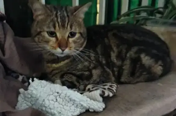 Animaux trouvés Marseille, photo: Chat tigré apprivoisé trouvé à Marseille