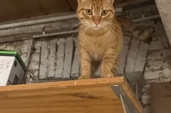 Chat trouvé Saint-Nicolas-de-la-Grave, photo: Chat roux sociable trouvé à Saint-Nicolas