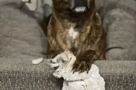 Missing Brindle Dog in Ogilby, CA