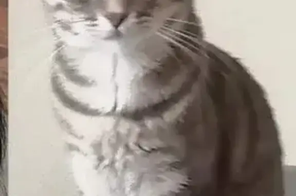 Chat disparue à Palavas-les-Flots - photo