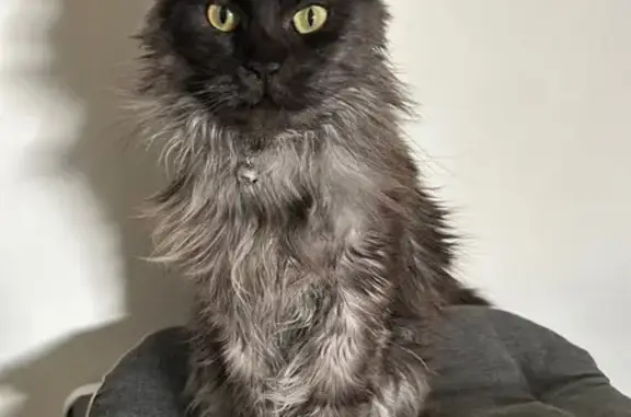 Animaux perdus , photo: Grise, Maine coon perdue à Vannes