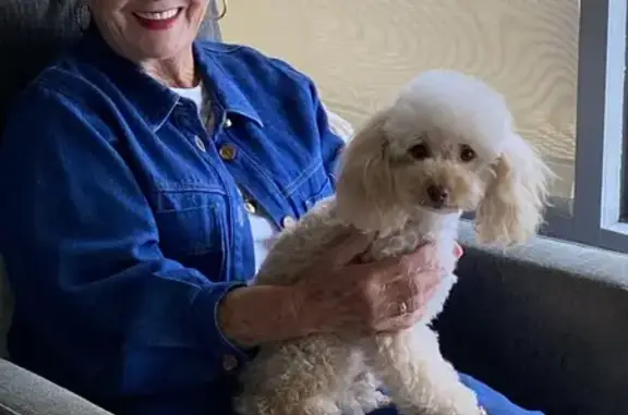 Lost Toy Poodle: Pink Collar,...