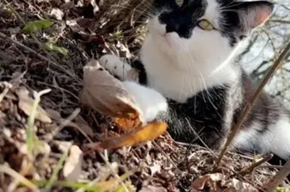 Chat noir et blanc perdu à Saint-Yrieix - photo