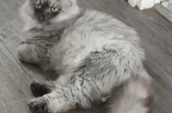Animaux perdus , photo: Chat persan 4 ans disparu à Bransles