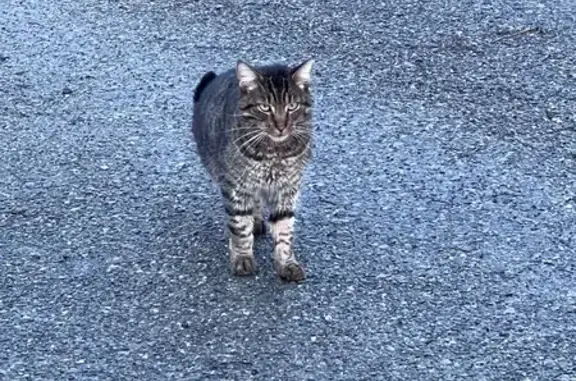 Animaux trouvés , photo: Chat tigré trouvé à Ploudaniel