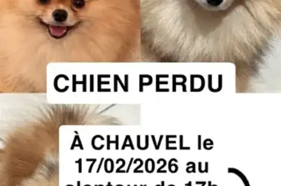 Chien Spitz nain perdu Les Abymes - photo
