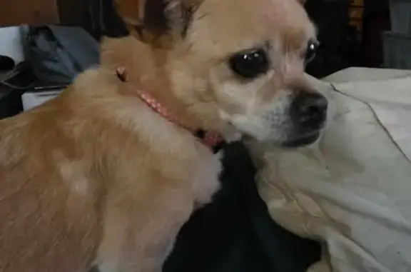 Lost Small Golden Dog: Pink Co...