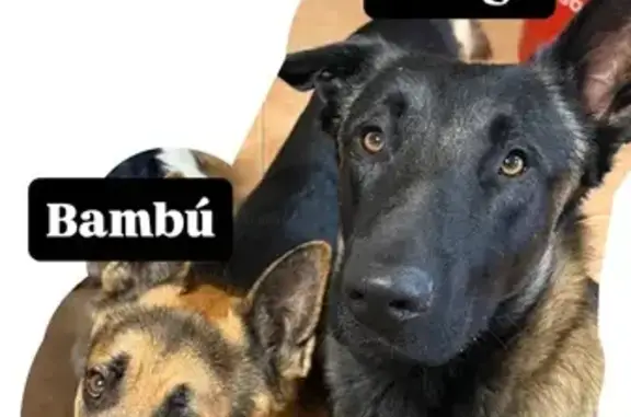 Perro Perdido en Lérida: Bambú...