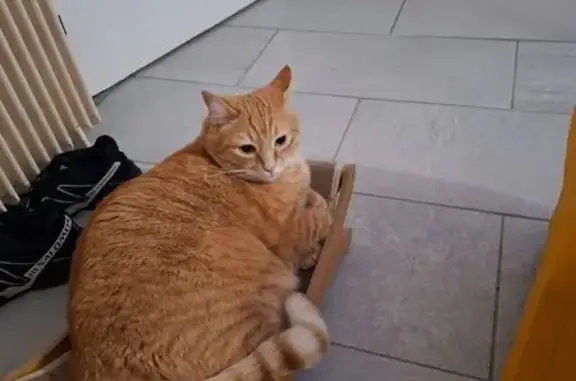 Chat roux costaud perdu à Thiais - photo
