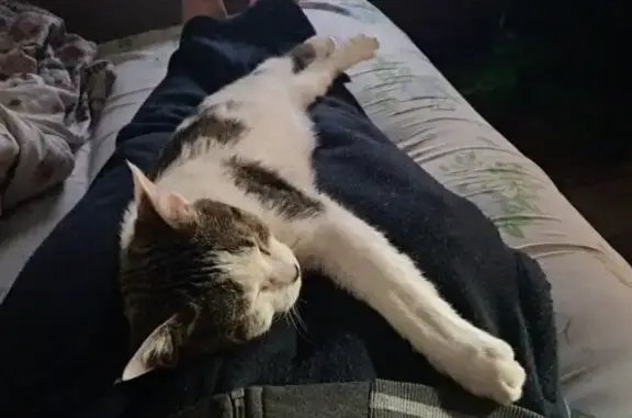 Зникла кішка в Луцьку: особлив...