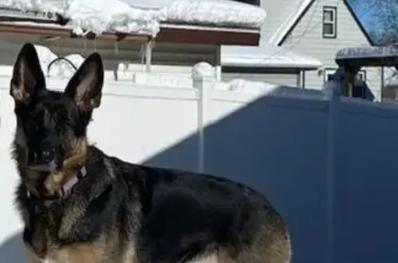 Lost Dog: Black with Tan Feet, West Allis