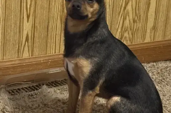 Missing dog , photo: Lost Chihuahua with Epilepsy in Carterville