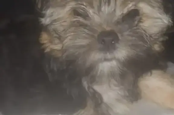 Lost Dog: Small Black & Brown in NB