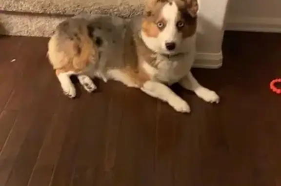 Lost Corgi Mix: Friendly, White Chest