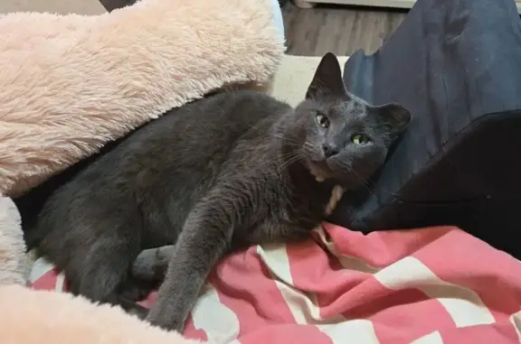 Lost Grey Tabby Cat in Crossville, TN