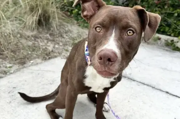 Missing dog Dunnellon, photo: Lost Dog: Red Nose Pit-Lab Mix in Dunnellon