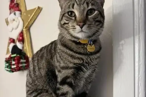 Lost and found pets Carol Stream, photo: Lost Tabby: Timothy Missing in Carol Stream