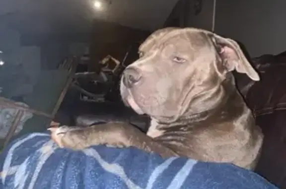 Lost Grey/Blue Pit on Dye Rd, Blacksburg