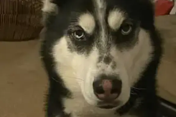 Missing dog , photo: Lost Dog in Saint Charles: Unique Markings