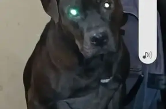 Lost and found pets , photo: Missing Dark Chocolate Pitbull in NJ