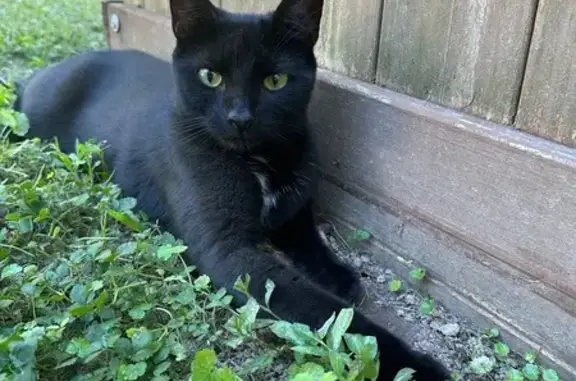 Lost Black Cat: Patuxent Rd, 3555