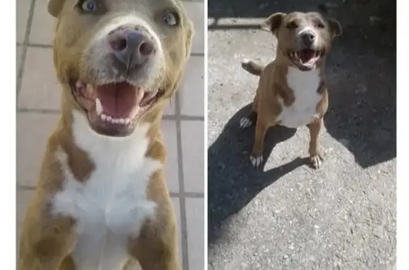 Cachorro perdido Fêmea (brl002336) - photo