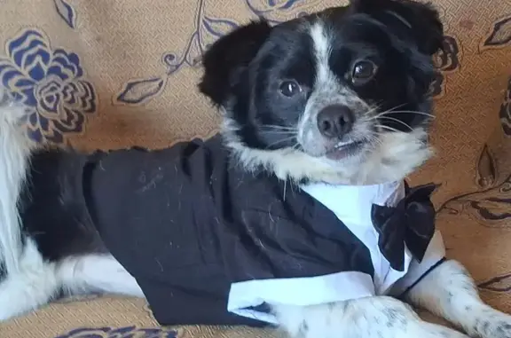 Perro Perdido en Tijuana: Chihuahua Burrito