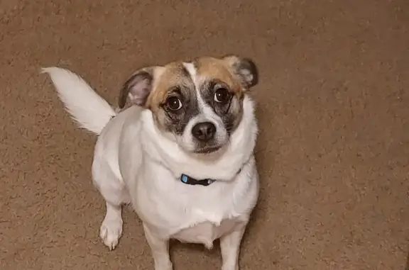 Missing dog Haysville, photo: Help Find Our Sweet Missing Dog in Haysville!