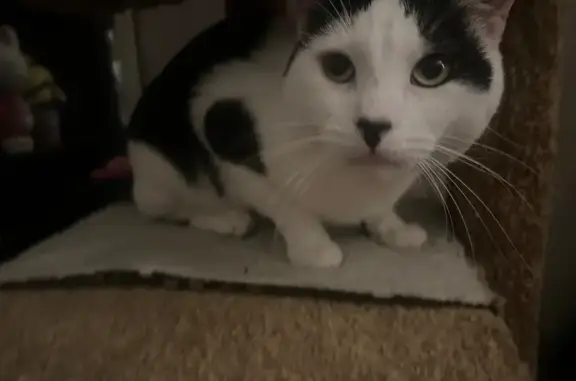 Lost and found pets Fullerton, photo: Lost Cat: Unique Flower-Patterned Fur