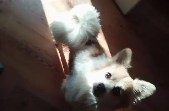 Missing dog Maxton, photo: Lost Dog: Friendly, Camouflage Collar