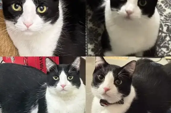 Lost pets Honolulu, photo: Lost Cat: Cookie with Green Eyes, Ala Hahanui