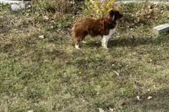 Lost Toy Aussie: Brown & White, Aguila