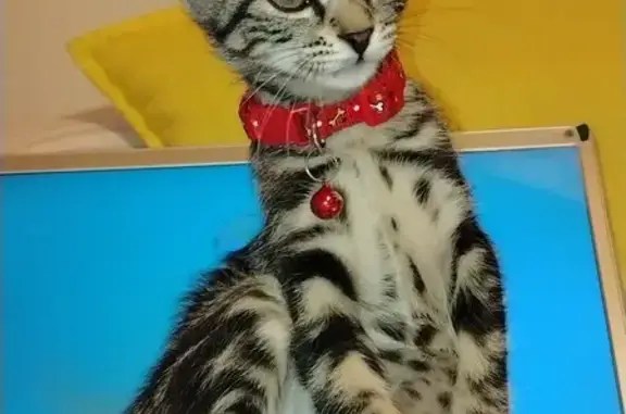 Missing: Curious Tabby Kitten...