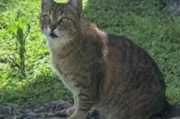 Lost and found pets Pasadena, photo: Help Find Sasha: Missing Tabby in Pasadena