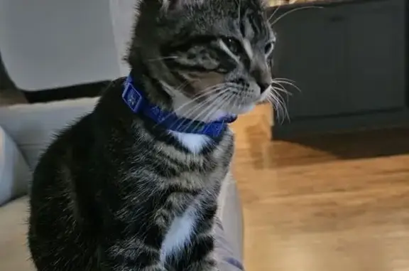 Lost Cat: Grey, Tailless, Montevallo