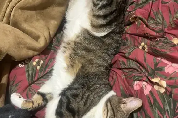 Chat 2 ans disparu à Lyon, Quai Arloing - photo
