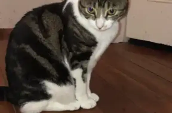 Missing cat Mosman, photo: Lost Cat Minni: Help Find Her in Mosman!