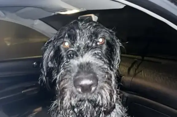 Animaux trouvés , photo: Chien câlin trouvé sans collier à Bucquoy