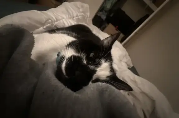 Lost Cat: Black & White, Red Collar, Cockburn