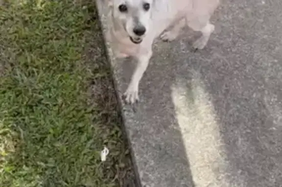 Lost Dog: Friendly White & Grey Chema