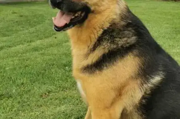 Animaux perdus Campsas, photo: Chien croisé berger perdu à Campsas