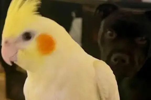 Lost Friendly Cockatiel in Len...