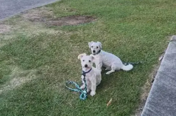Lost White Maltese in Brisbane