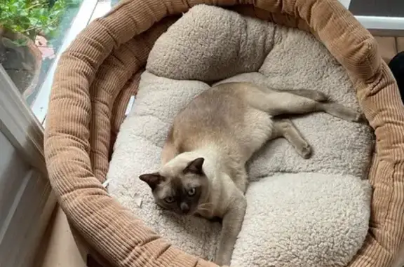 Lost pets Moonee Valley, photo: Friendly Lost Cat: Moonee Valley Alert